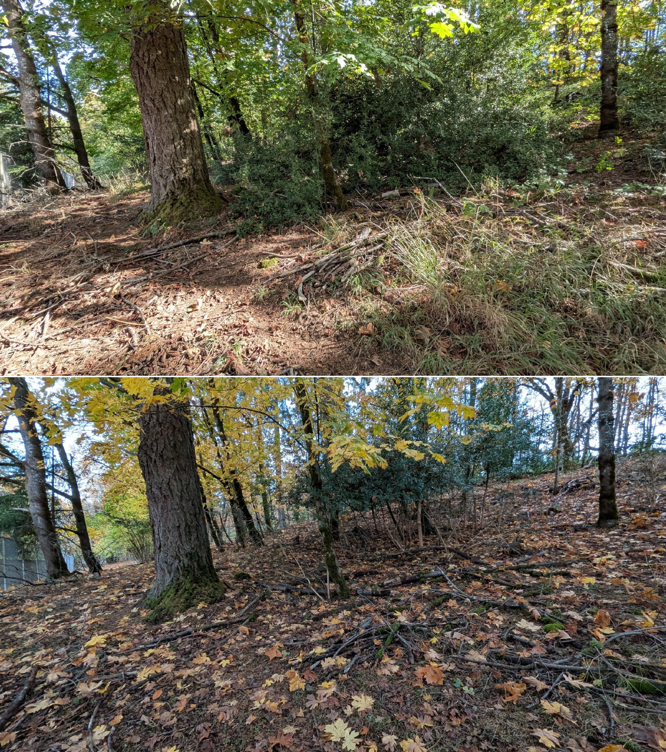 Before and after goat grazing in Lane County, Oregon, 10/16/25, photo 16