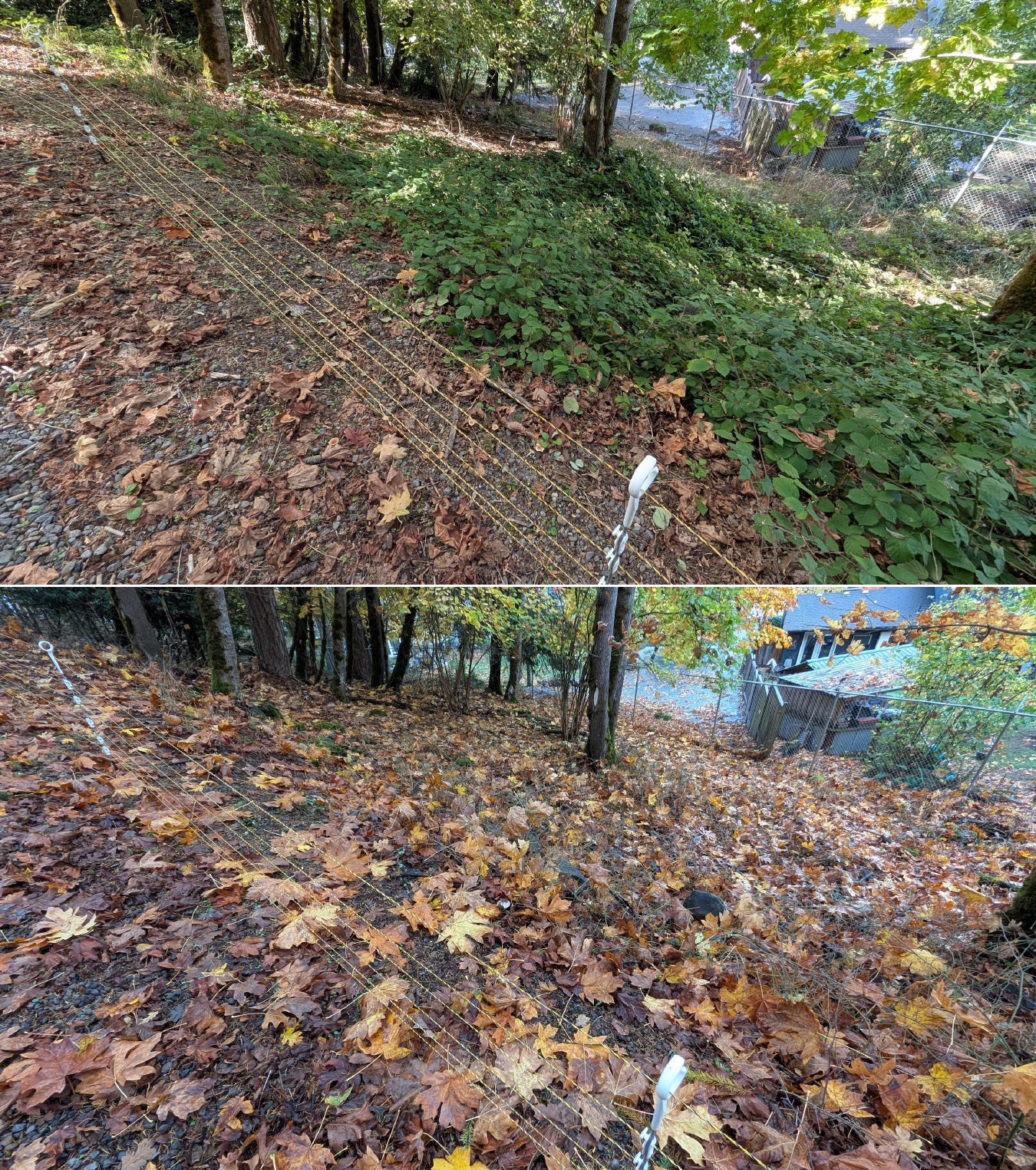 Goat grazing before and after in Springfield, Oregon, 10/16/25, photo 7