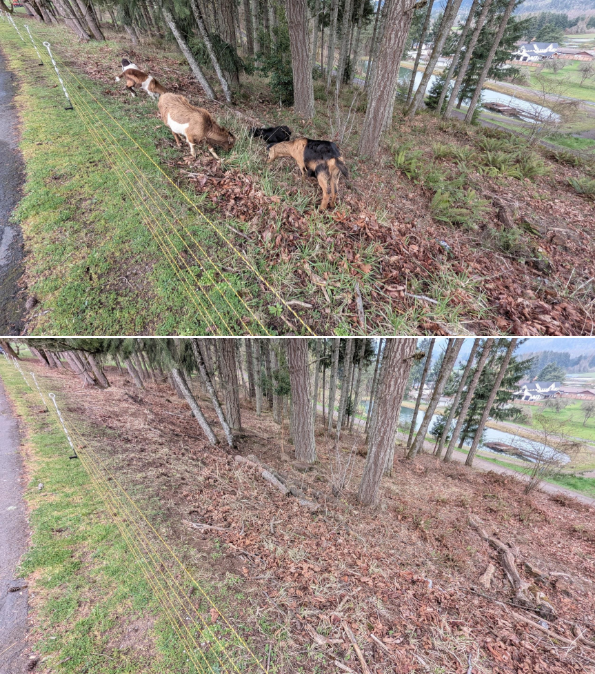 Before and after goat grazing in Lane County, Oregon, 03/10/26, photo 16