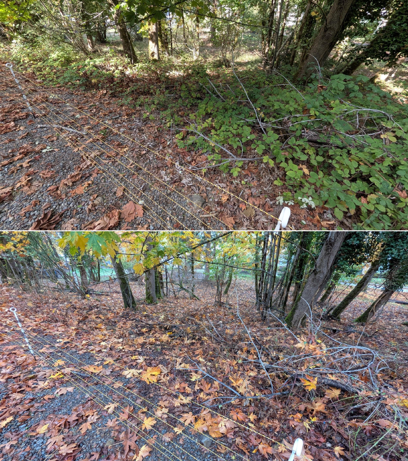 Before and after goat grazing in Lane County, Oregon, 10/16/25, photo 12