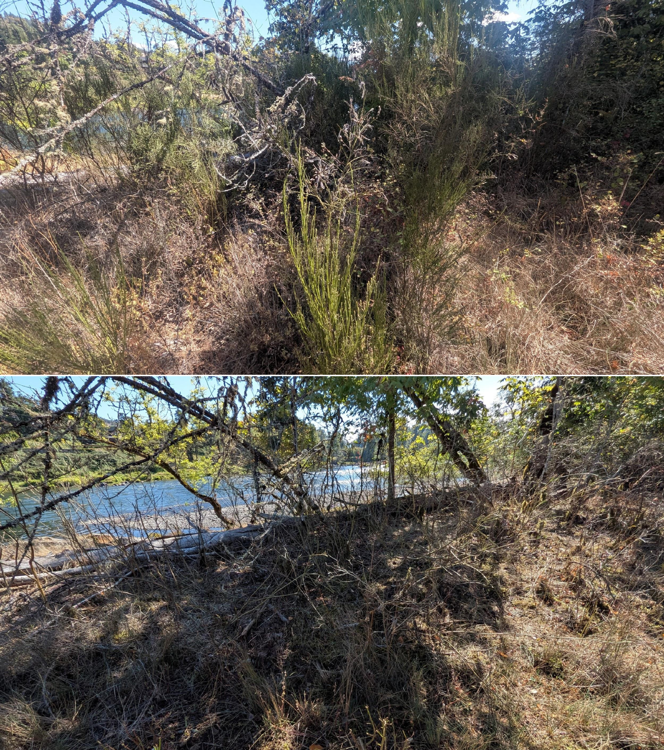 Goat grazing before and after in Springfield, Oregon, 08/27/26, photo 5
