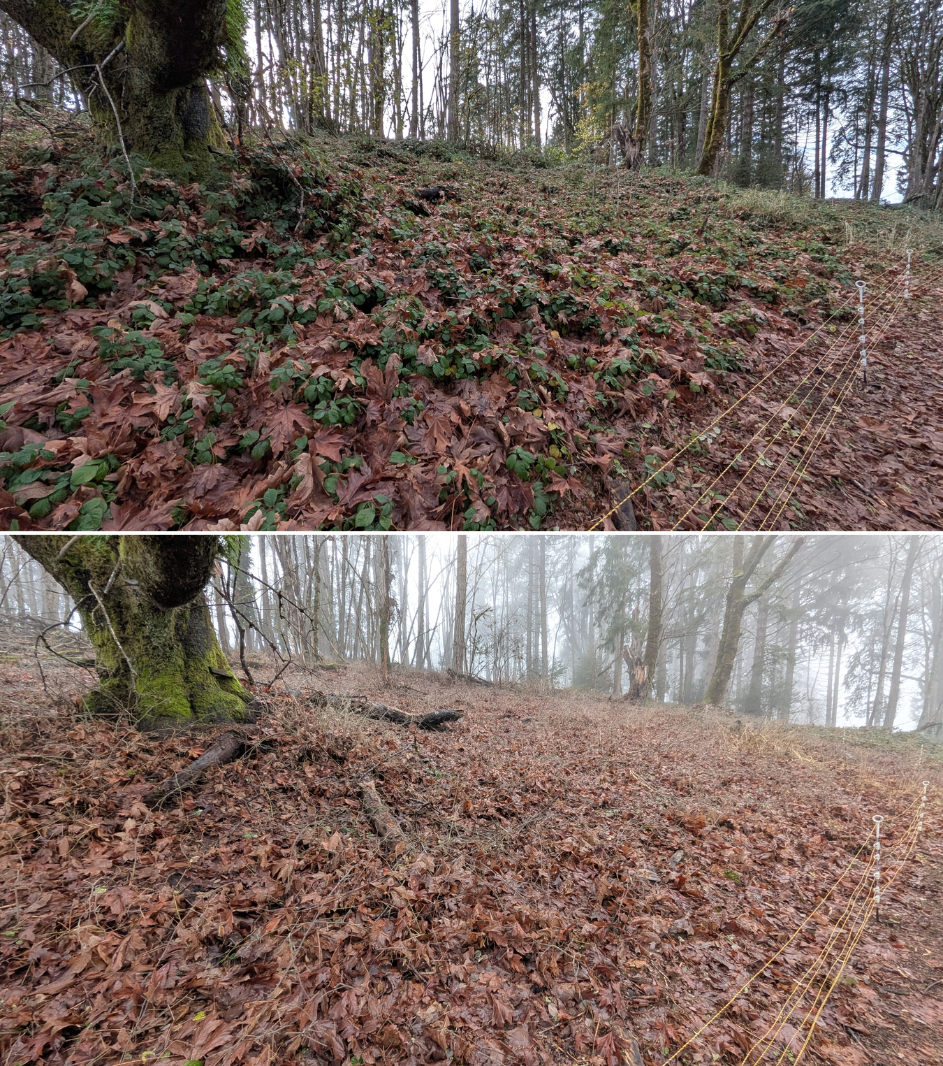 Before and after goat grazing in Lane County, Oregon, 12/01/25, photo 14
