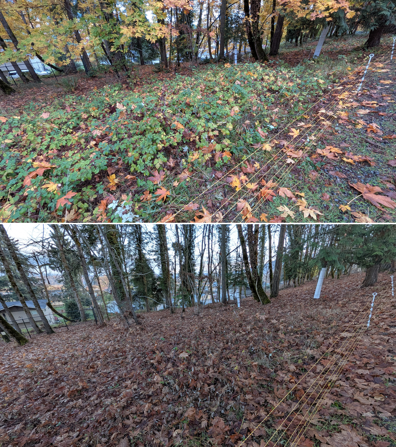 Before and after goat grazing in Lane County, Oregon, 11/01/25, photo 20