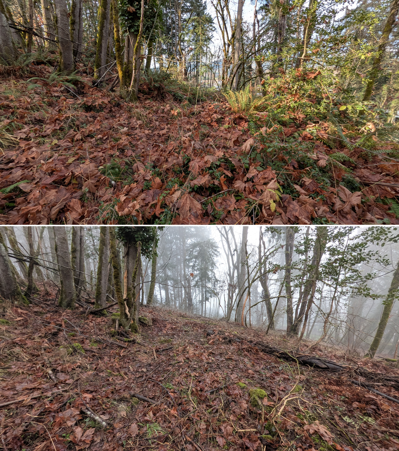 Before and after goat grazing in Lane County, Oregon, 12/01/25, photo 36