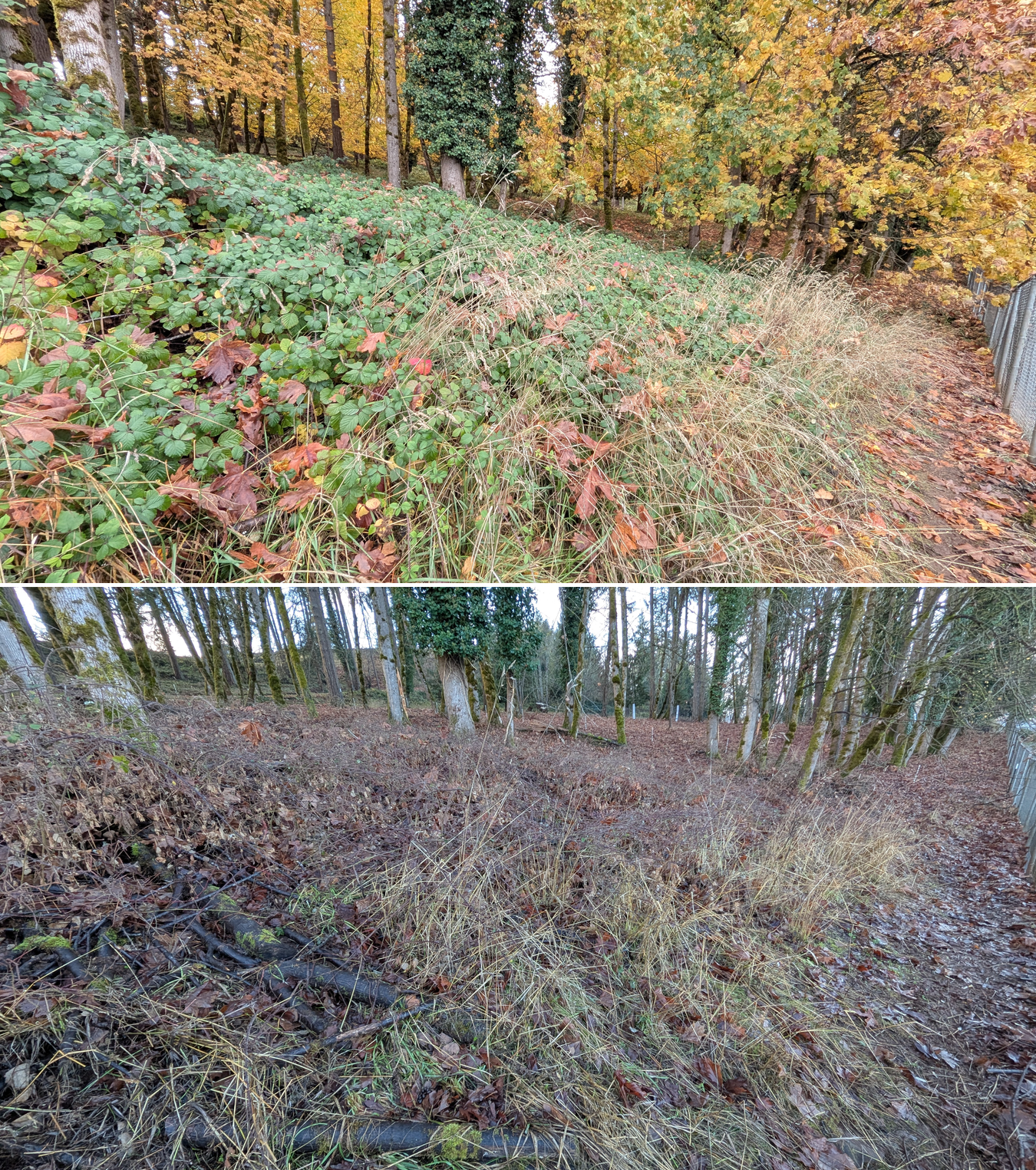 Goat grazing before and after in Springfield, Oregon, 11/01/25, photo 15