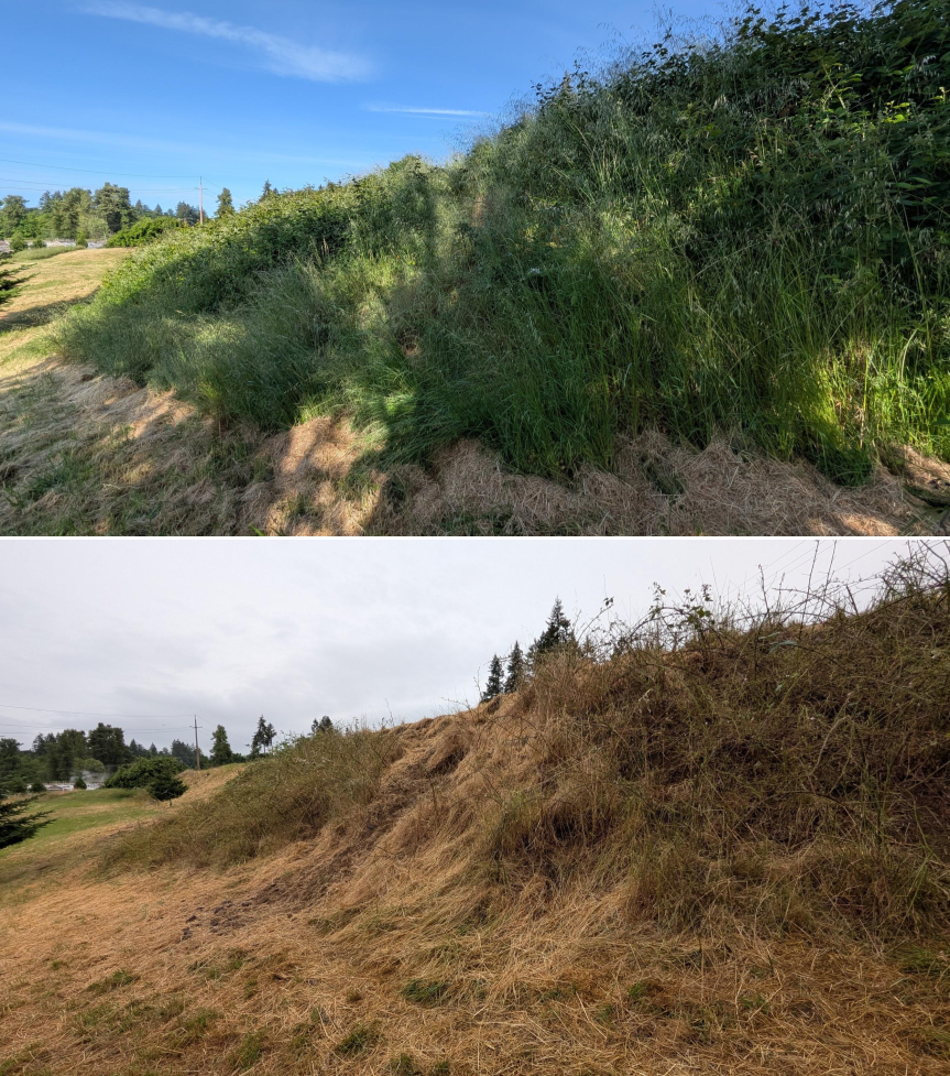 Before and after goat grazing in Lane County, Oregon, 05/18/26, photo 6