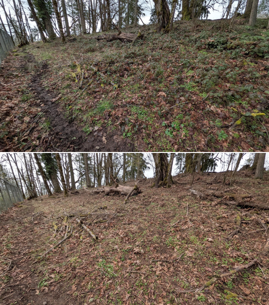 Goat grazing before and after in Springfield, Oregon, 03/10/26, photo 13
