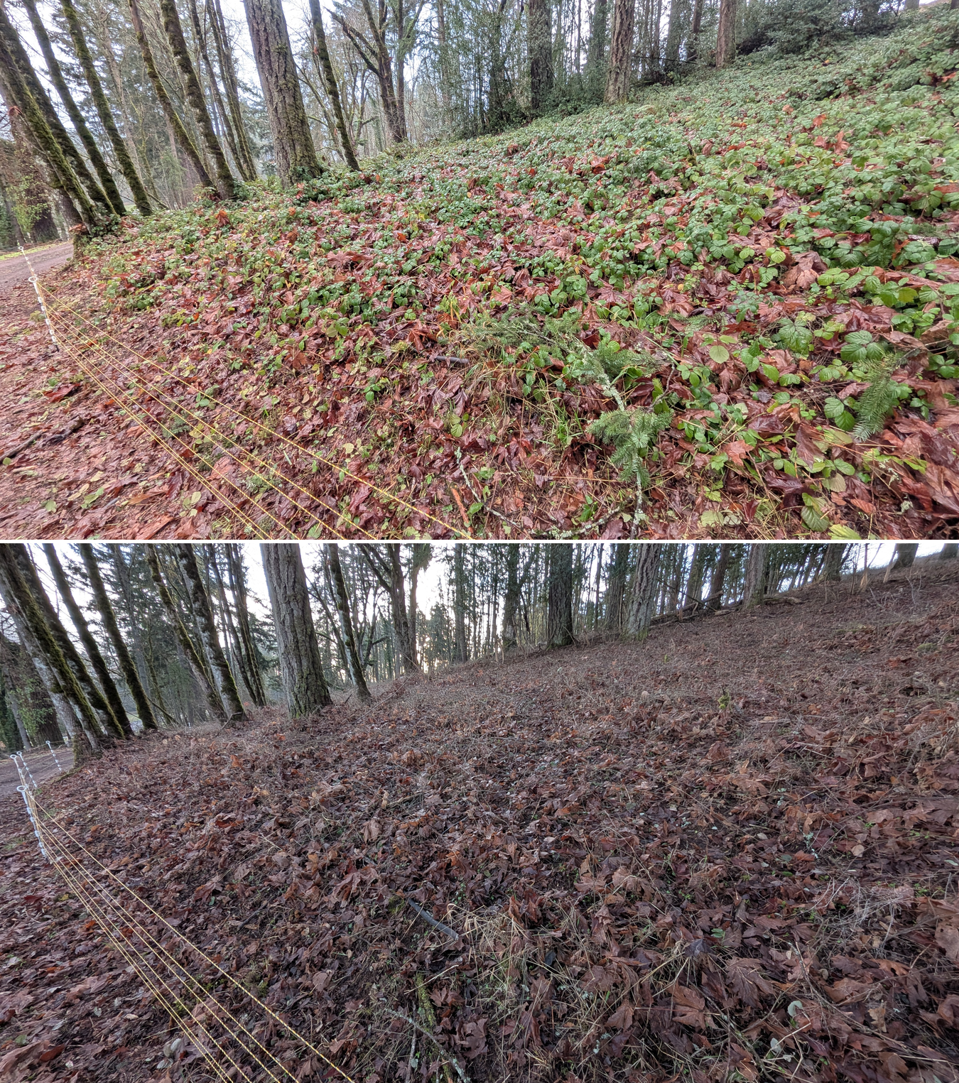 Goat grazing before and after in Springfield, Oregon, 12/23/25, photo 11
