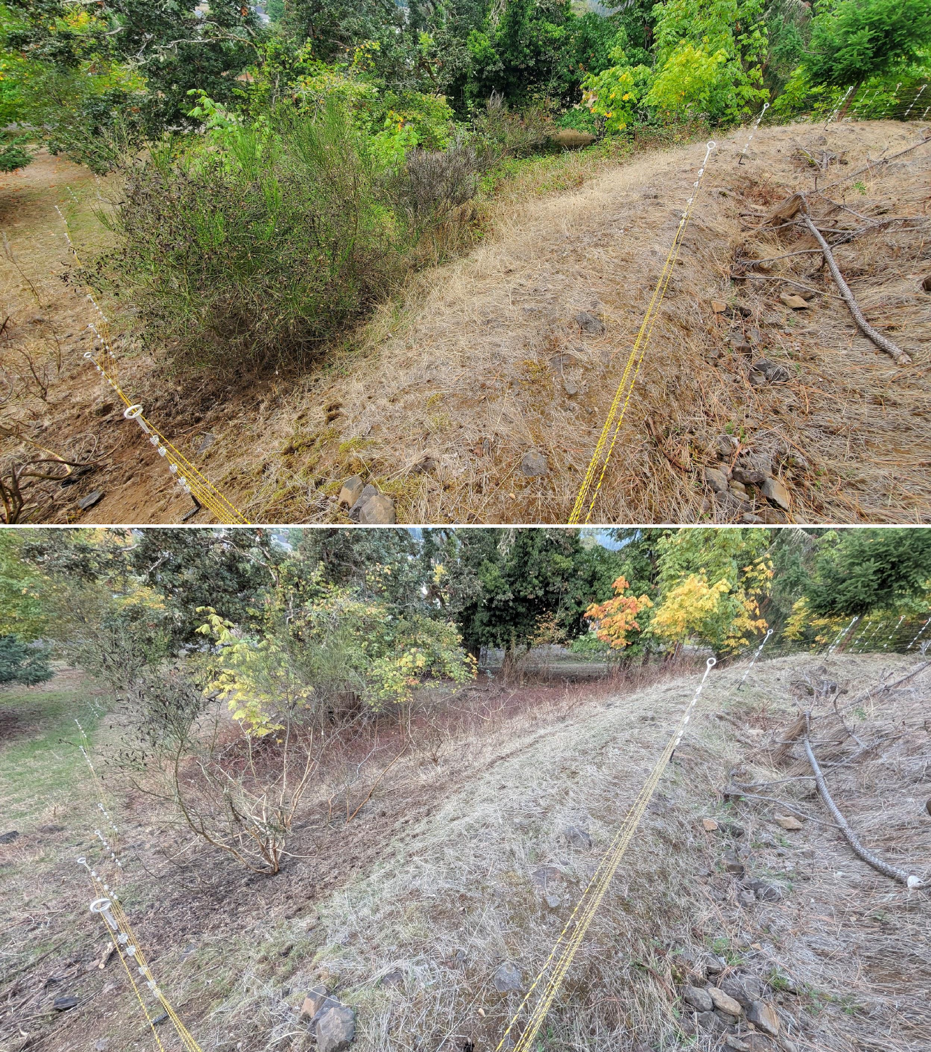 Before and after goat grazing in Lane County, Oregon, 10/02/25, photo 2