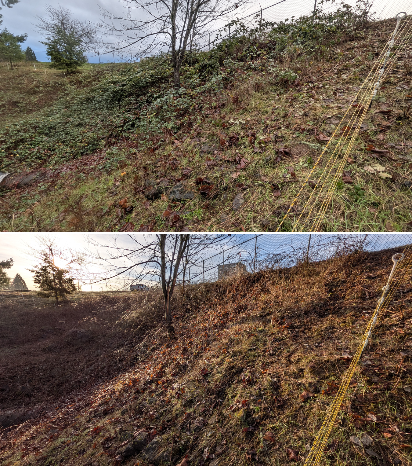 Before and after goat grazing in Lane County, Oregon, 12/23/25, photo 24