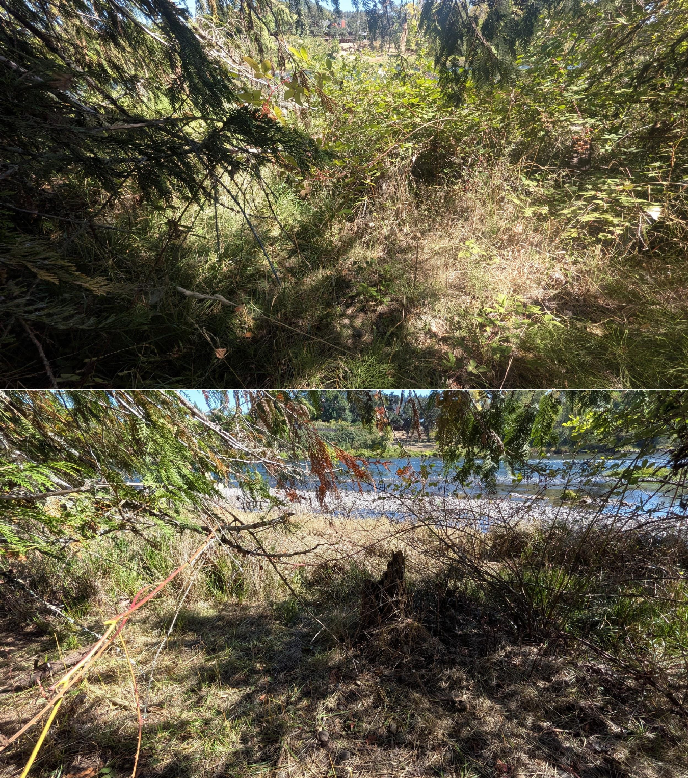 Goat grazing before and after in Springfield, Oregon, 08/27/26, photo 23