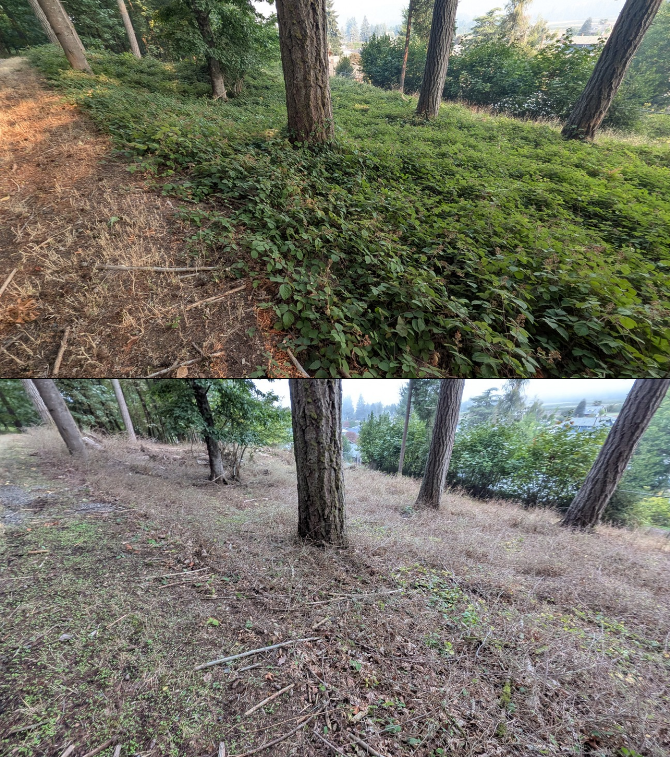 Goat grazing before and after in Springfield, Oregon, 08/05/26, photo 5