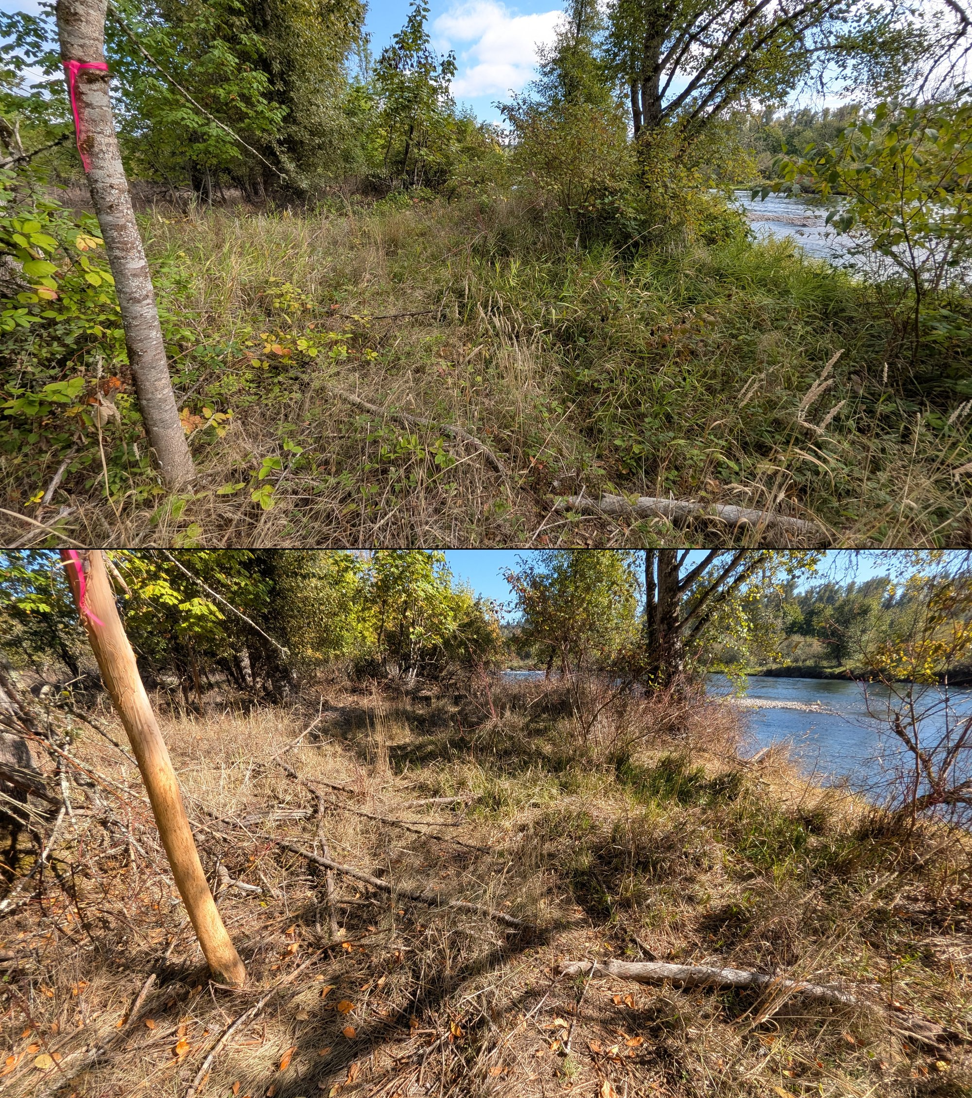 Before and after goat grazing in Lane County, Oregon, 08/27/26, photo 62