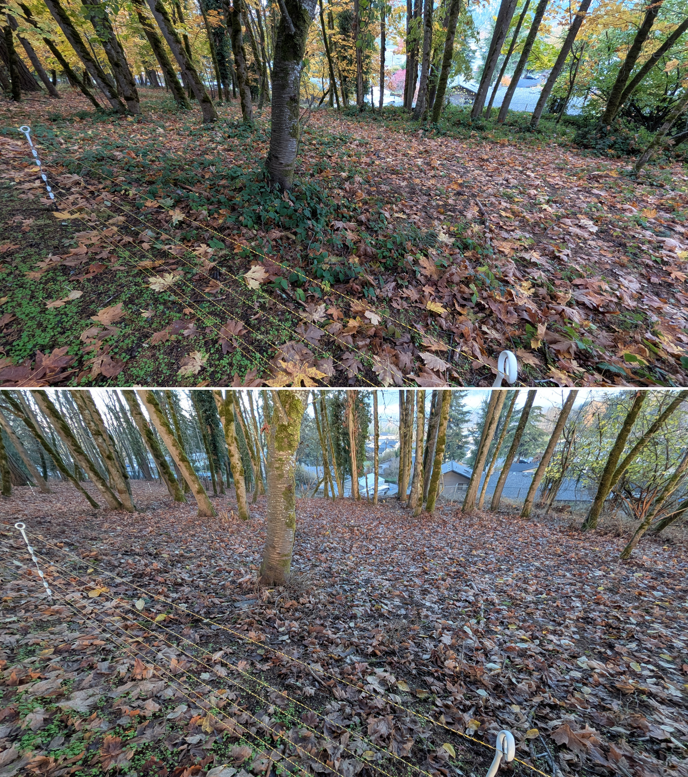 Goat grazing before and after in Springfield, Oregon, 11/01/25, photo 21