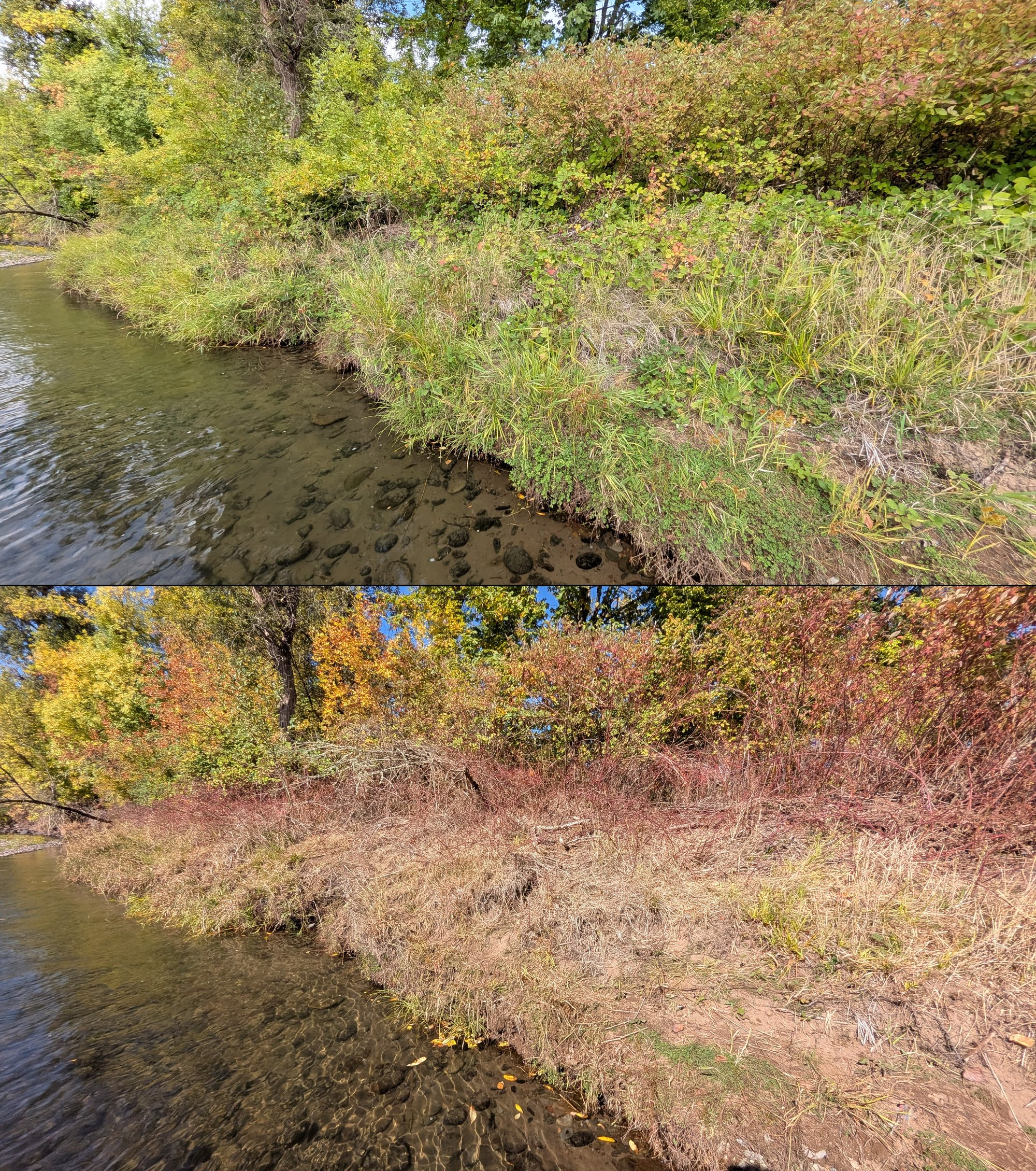 Goat grazing before and after in Springfield, Oregon, 08/27/26, photo 67