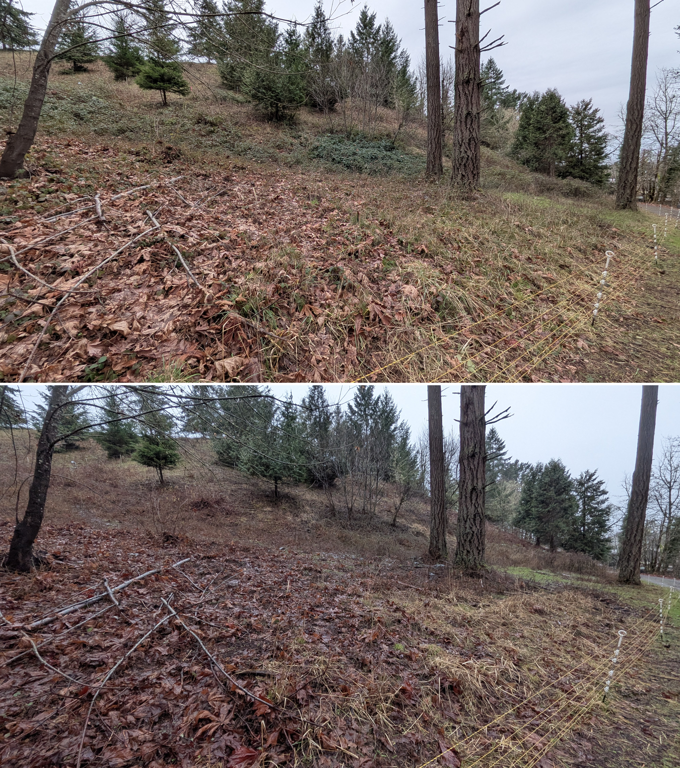 Goat grazing before and after in Springfield, Oregon, 01/29/26, photo 9