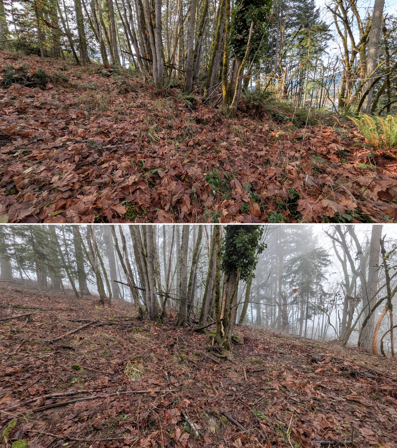 Goat grazing before and after in Springfield, Oregon, 12/01/25, photo 37