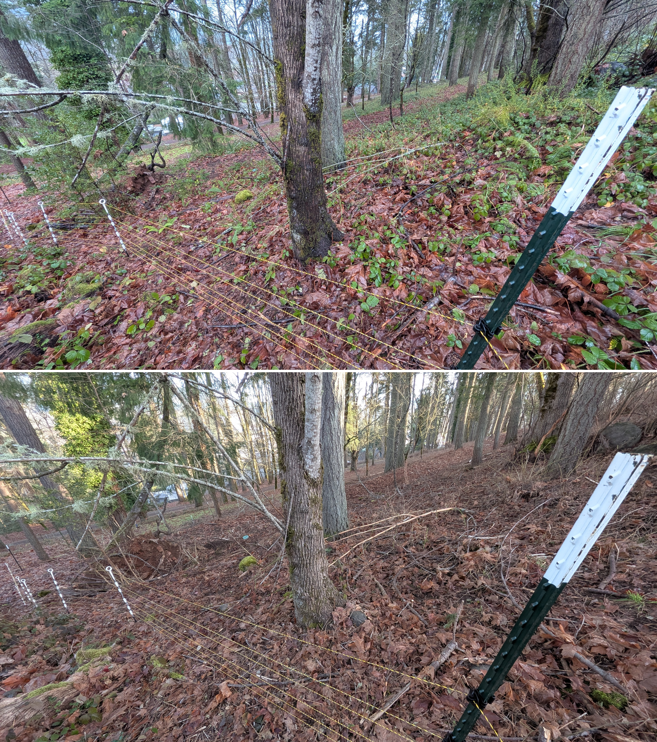 Goat grazing before and after in Springfield, Oregon, 12/23/25, photo 21