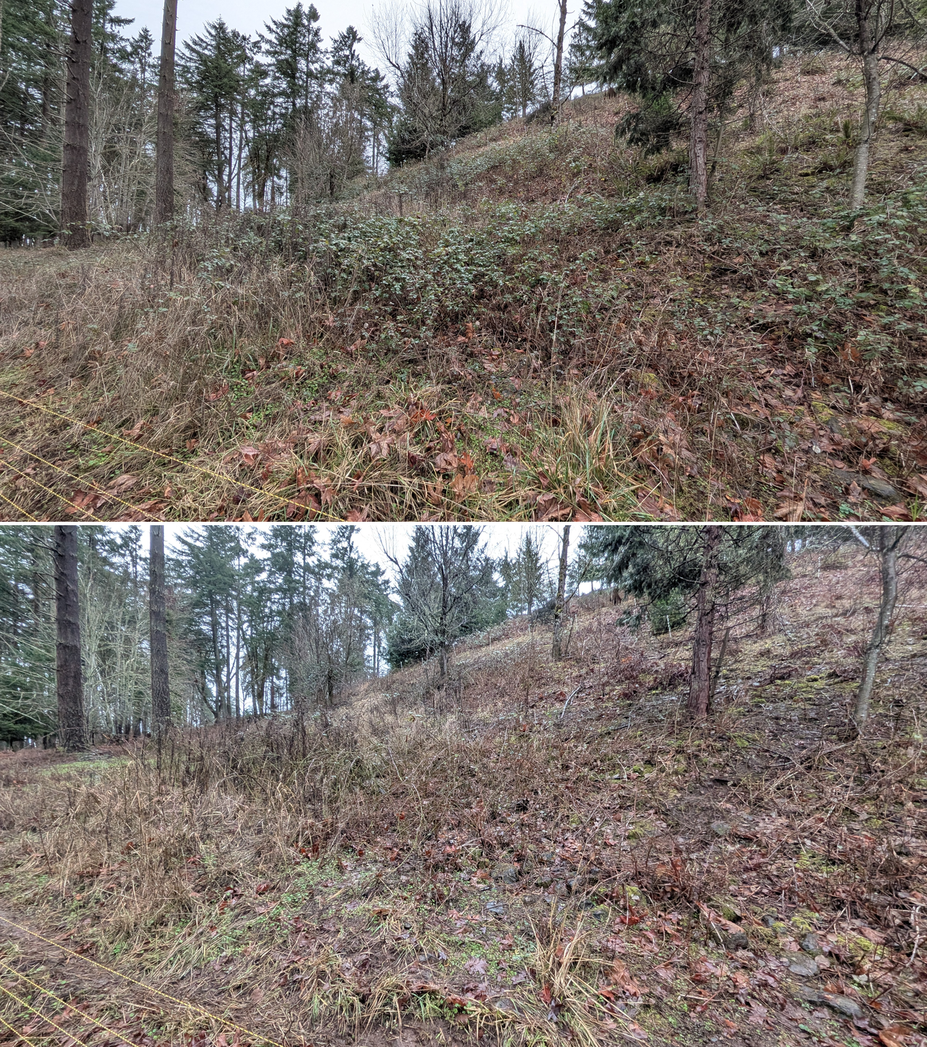 Before and after goat grazing in Lane County, Oregon, 01/29/26, photo 6