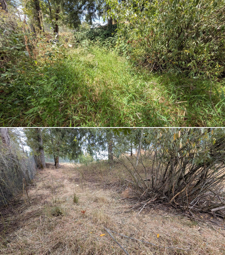 Before and after goat grazing in Lane County, Oregon, 07/21/26, photo 4