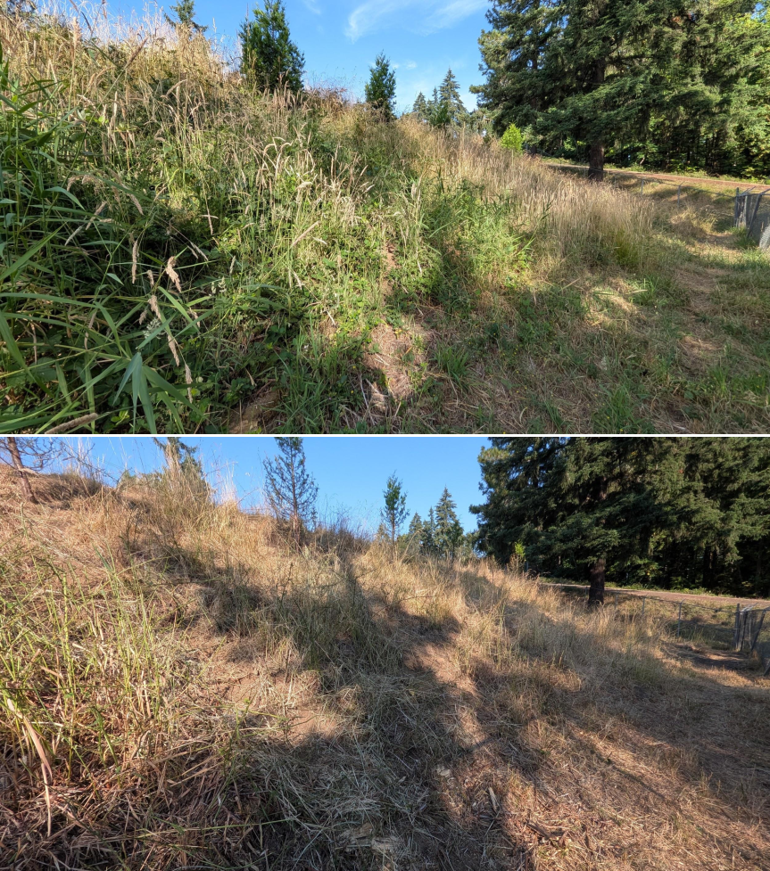 Before and after goat grazing in Lane County, Oregon, 07/06/26, photo 8