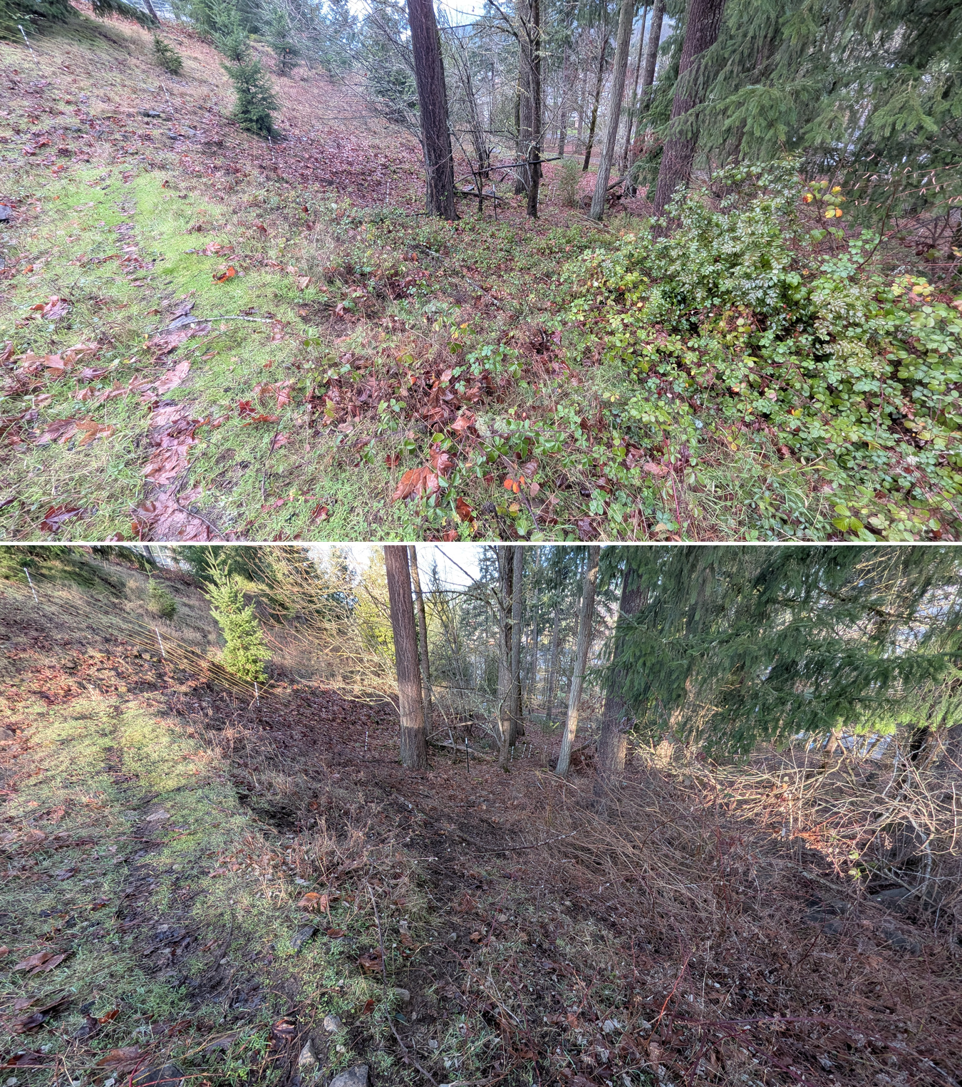 Before and after goat grazing in Lane County, Oregon, 12/23/25, photo 28