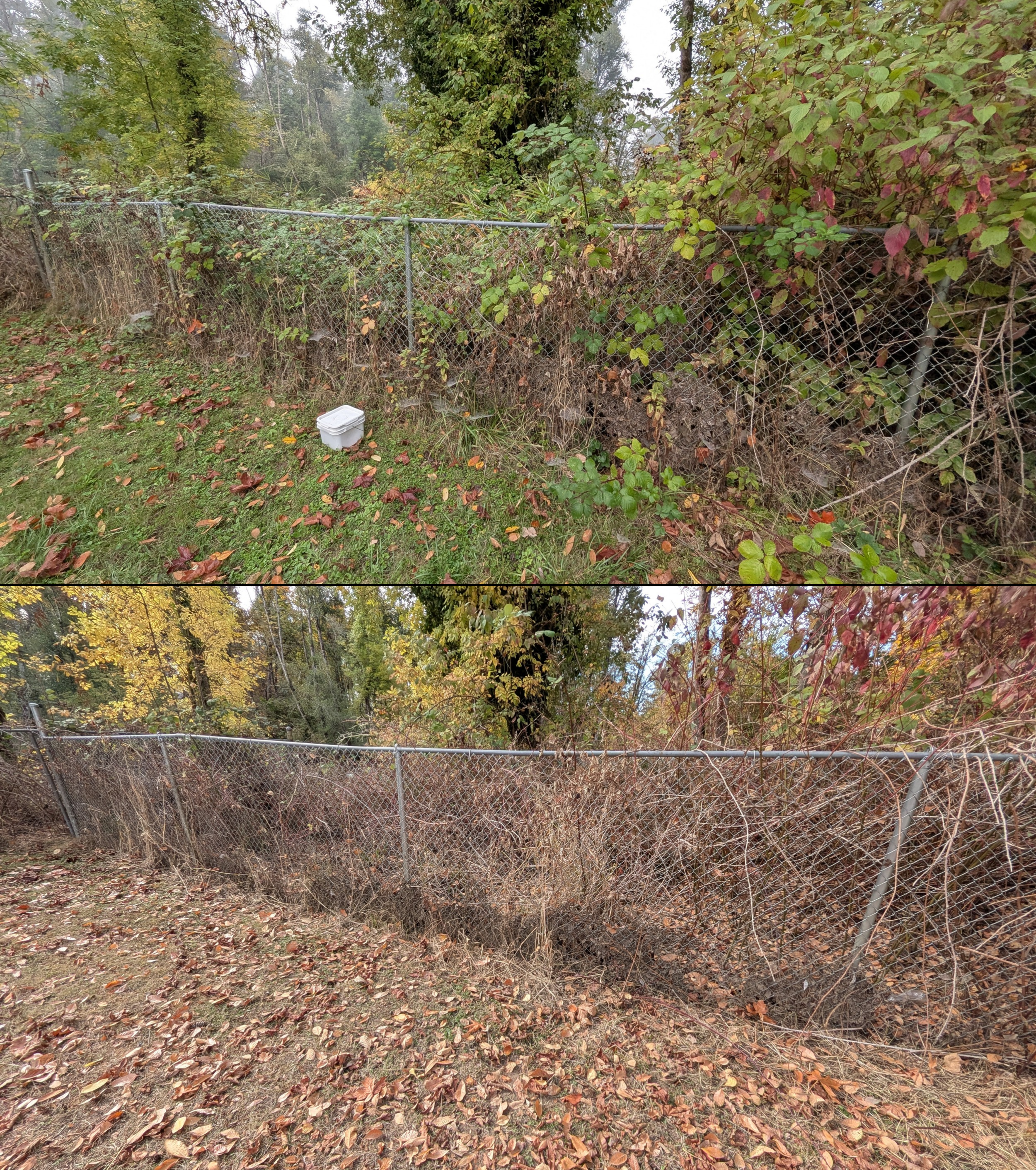 Goat grazing before and after in Springfield, Oregon, 08/27/26, photo 75