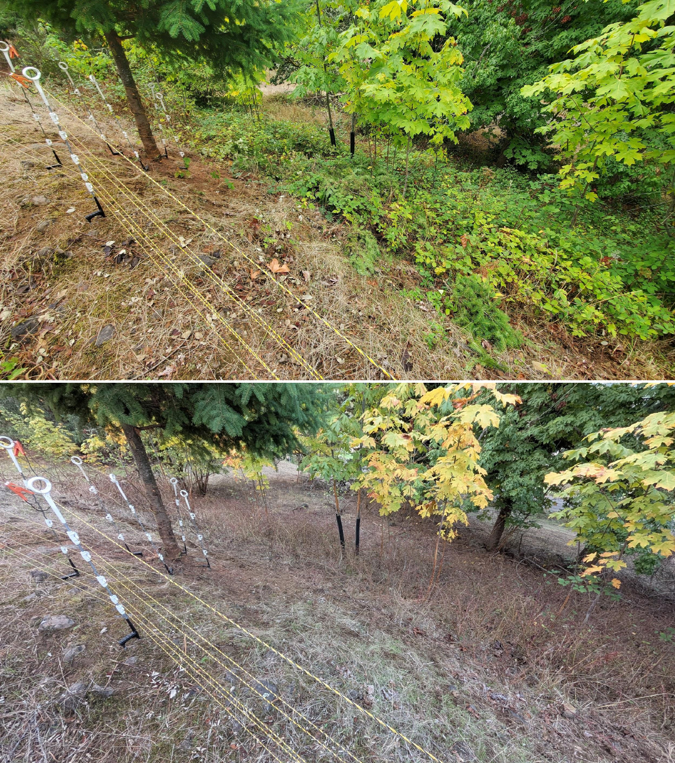 Goat grazing before and after in Springfield, Oregon, 10/02/25, photo 5