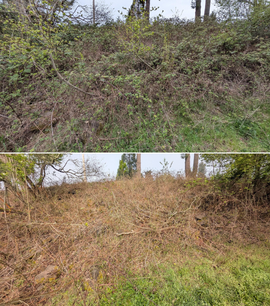 Goat grazing before and after in Springfield, Oregon, 03/30/26, photo 7