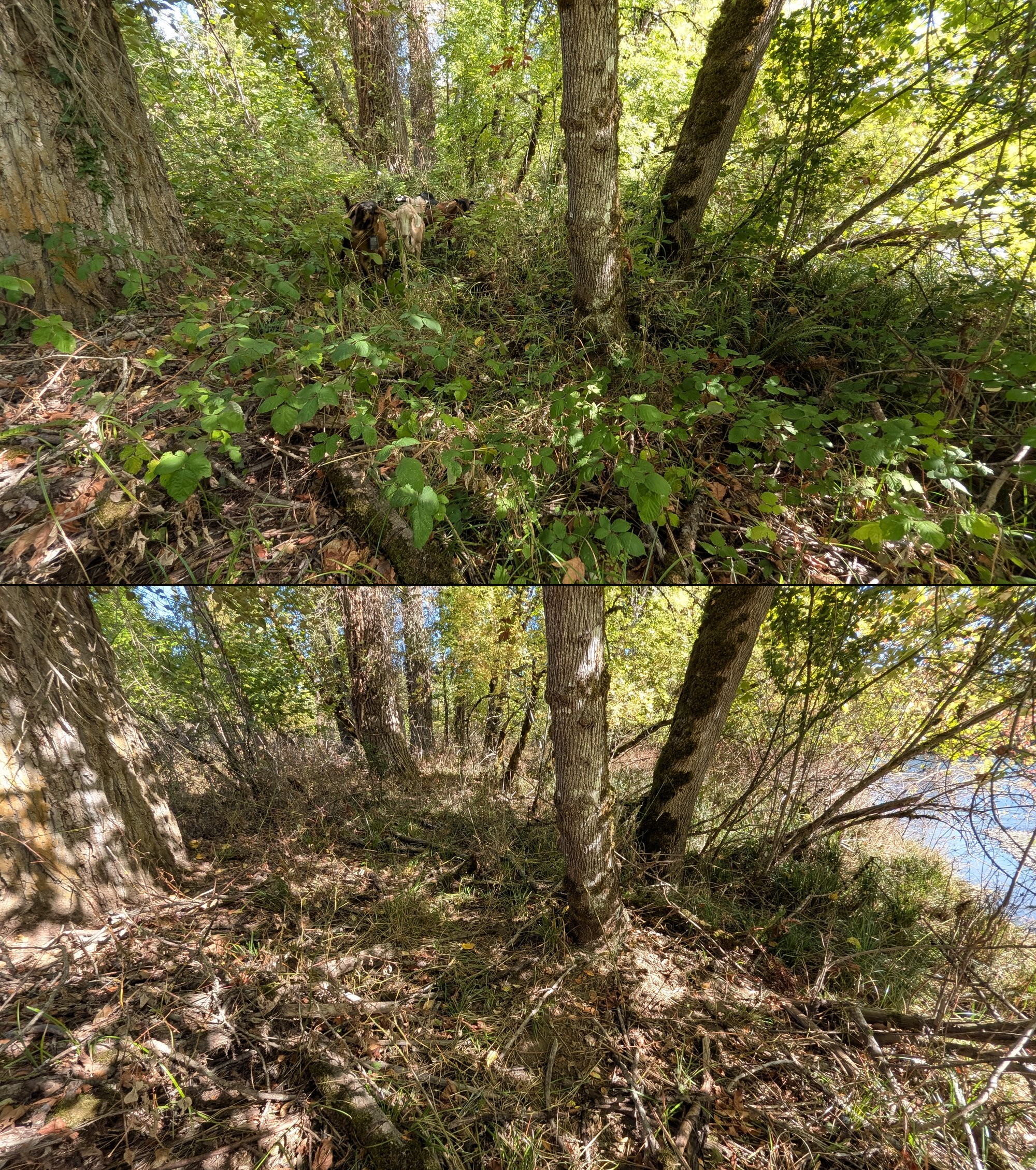 Goat grazing before and after in Springfield, Oregon, 08/27/26, photo 73