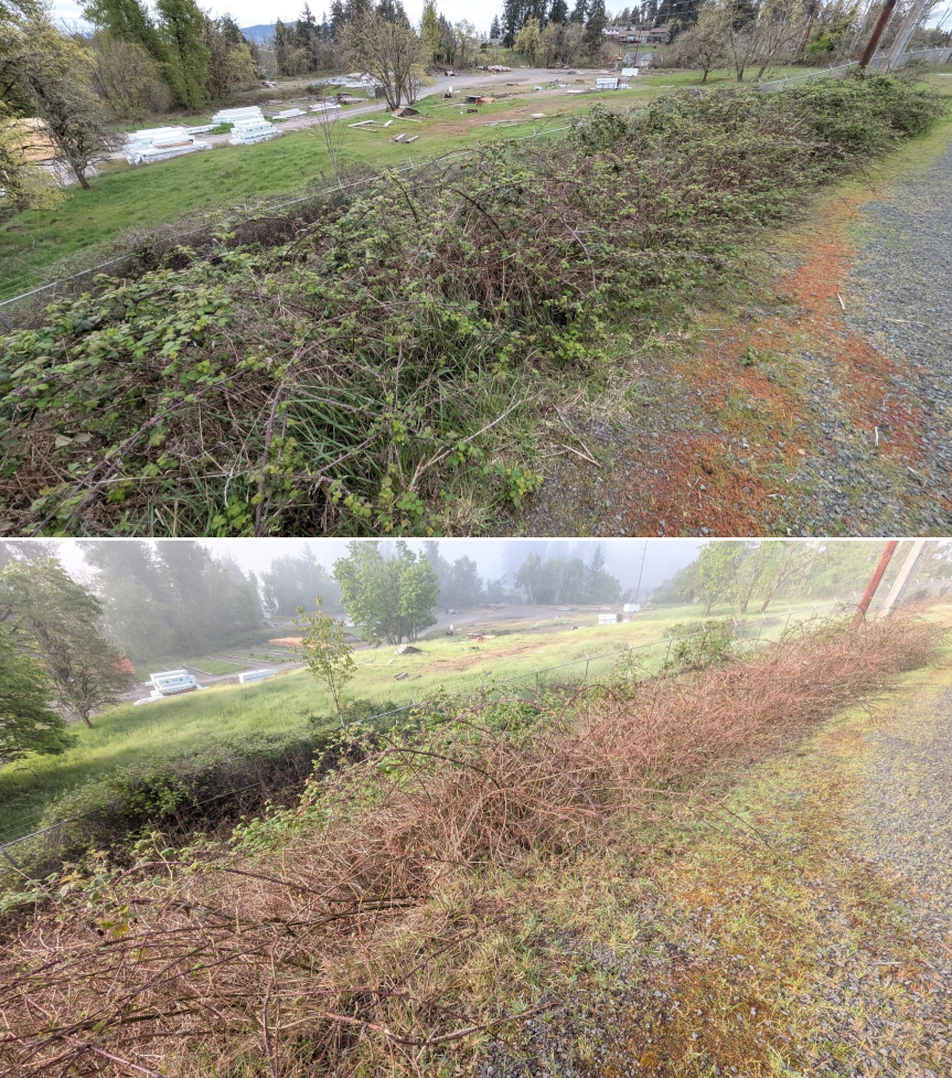 Goat grazing before and after in Springfield, Oregon, 03/30/26, photo 5
