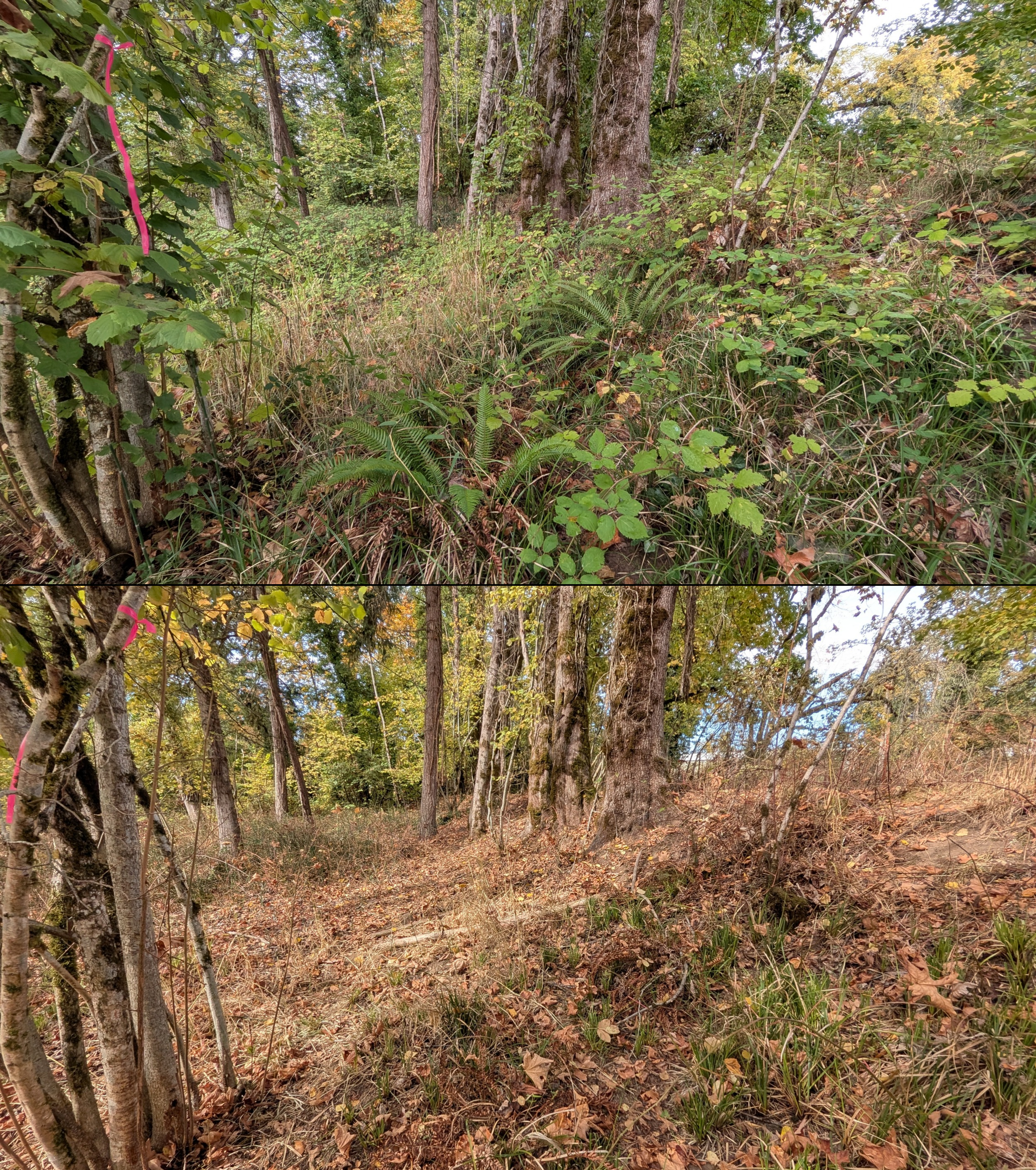 Before and after goat grazing in Lane County, Oregon, 08/27/26, photo 102
