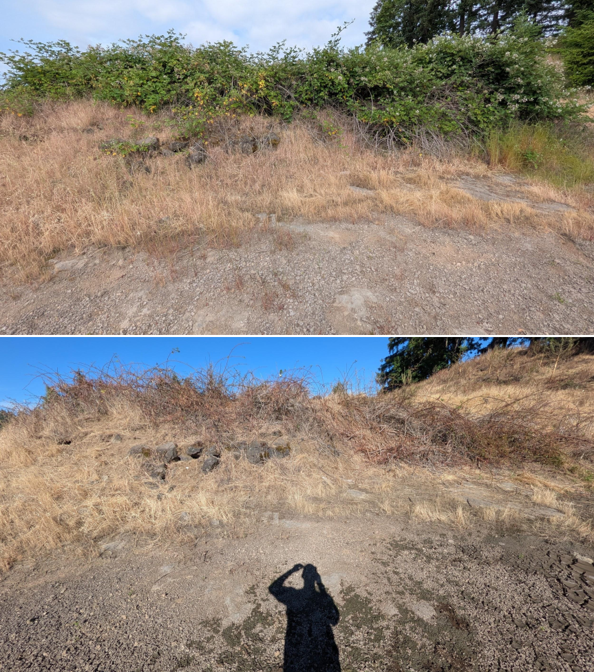 Goat grazing before and after in Springfield, Oregon, 06/05/26, photo 23