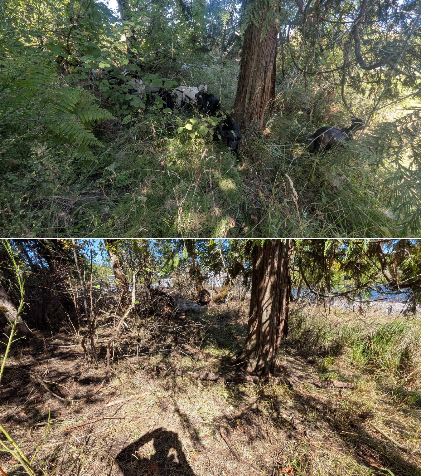Before and after goat grazing in Lane County, Oregon, 08/27/26, photo 26