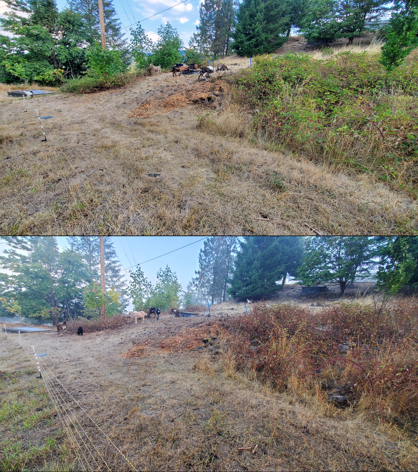 Goat grazing before and after in Springfield, Oregon, 09/08/25, photo 5