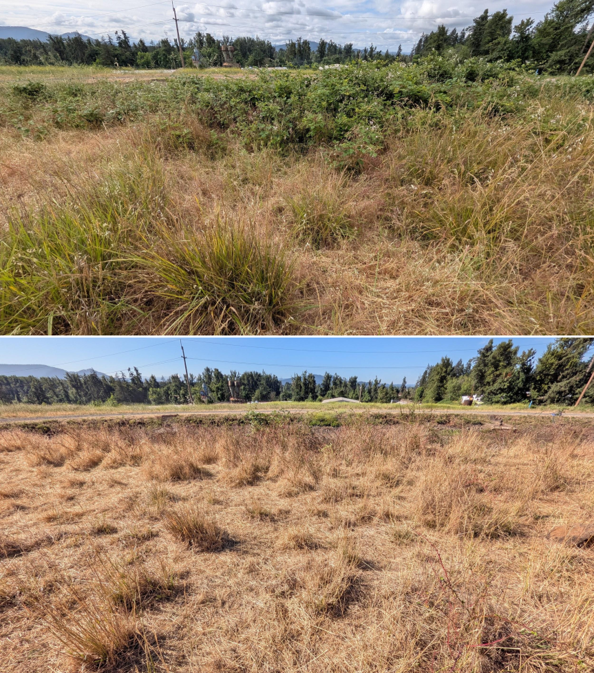 Goat grazing before and after in Springfield, Oregon, 06/05/26, photo 19