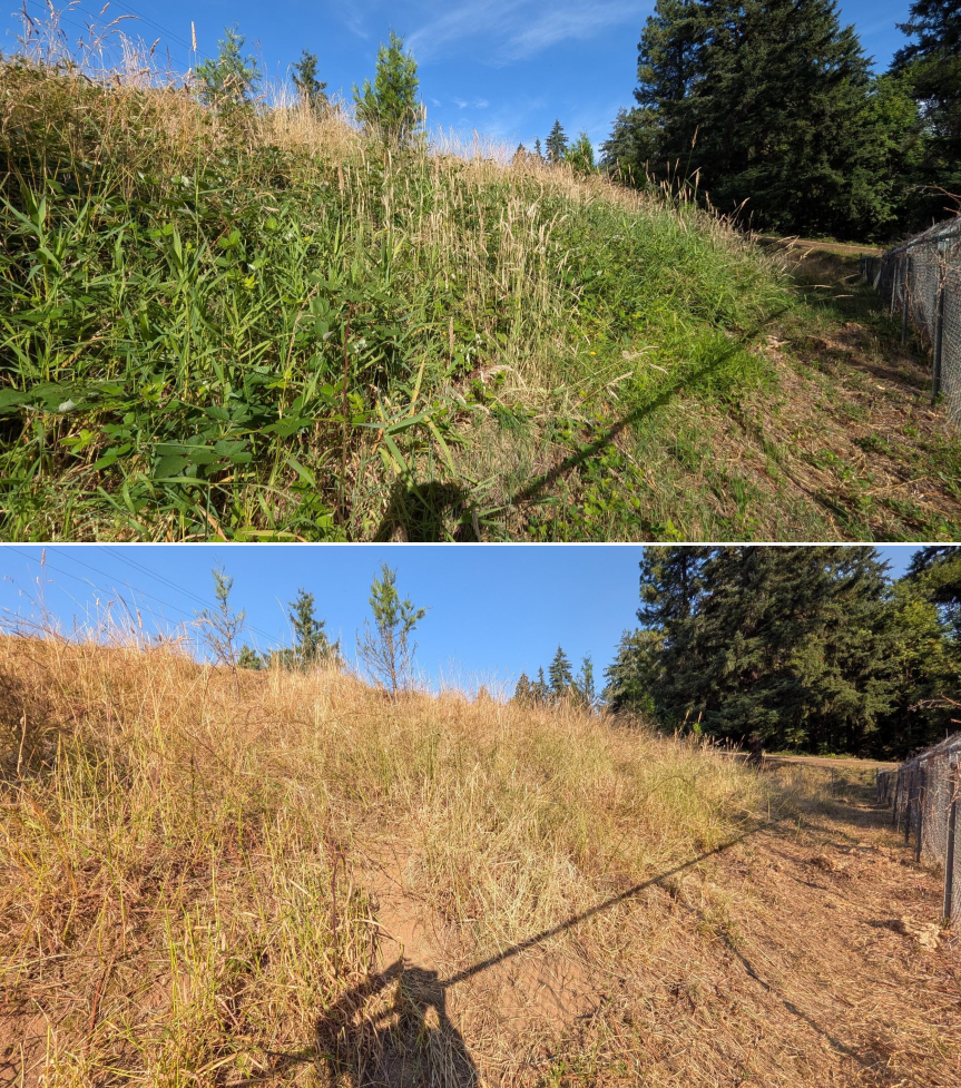 Before and after goat grazing in Lane County, Oregon, 07/06/26, photo 6