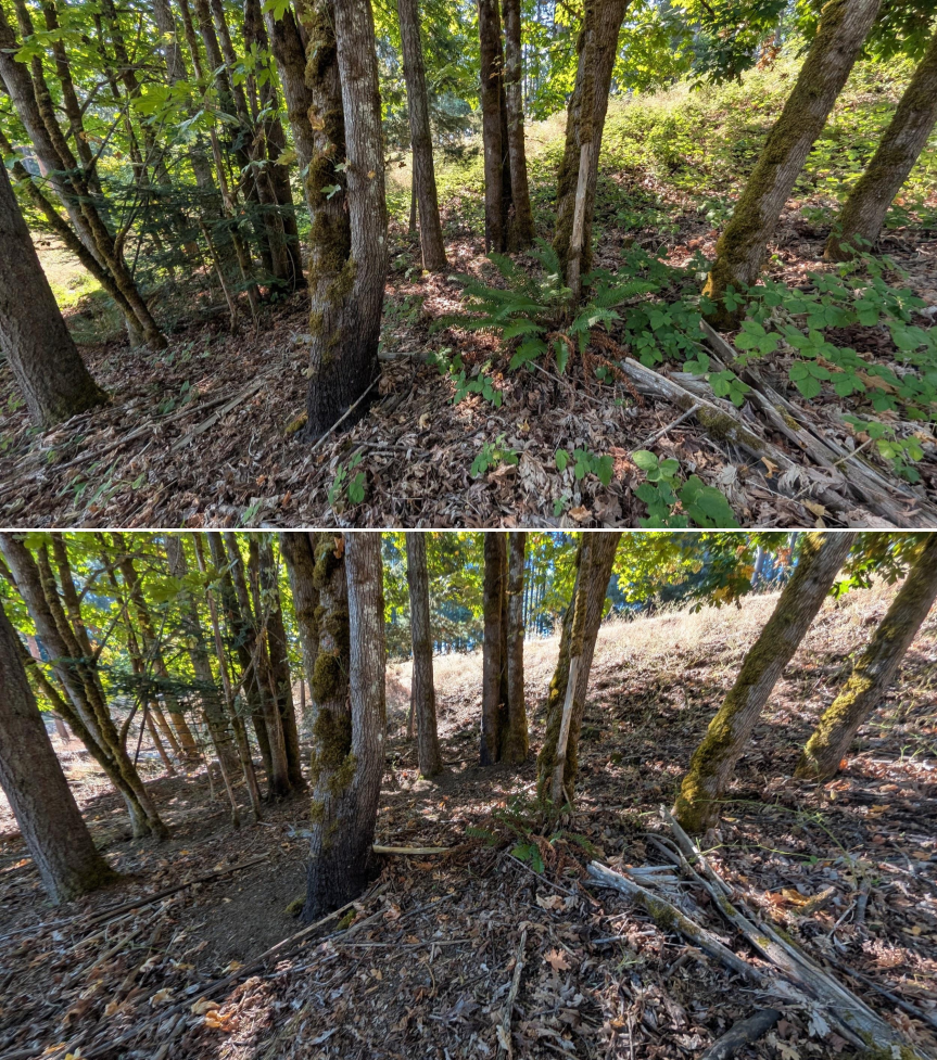 Goat grazing before and after in Springfield, Oregon, 07/14/26, photo 9