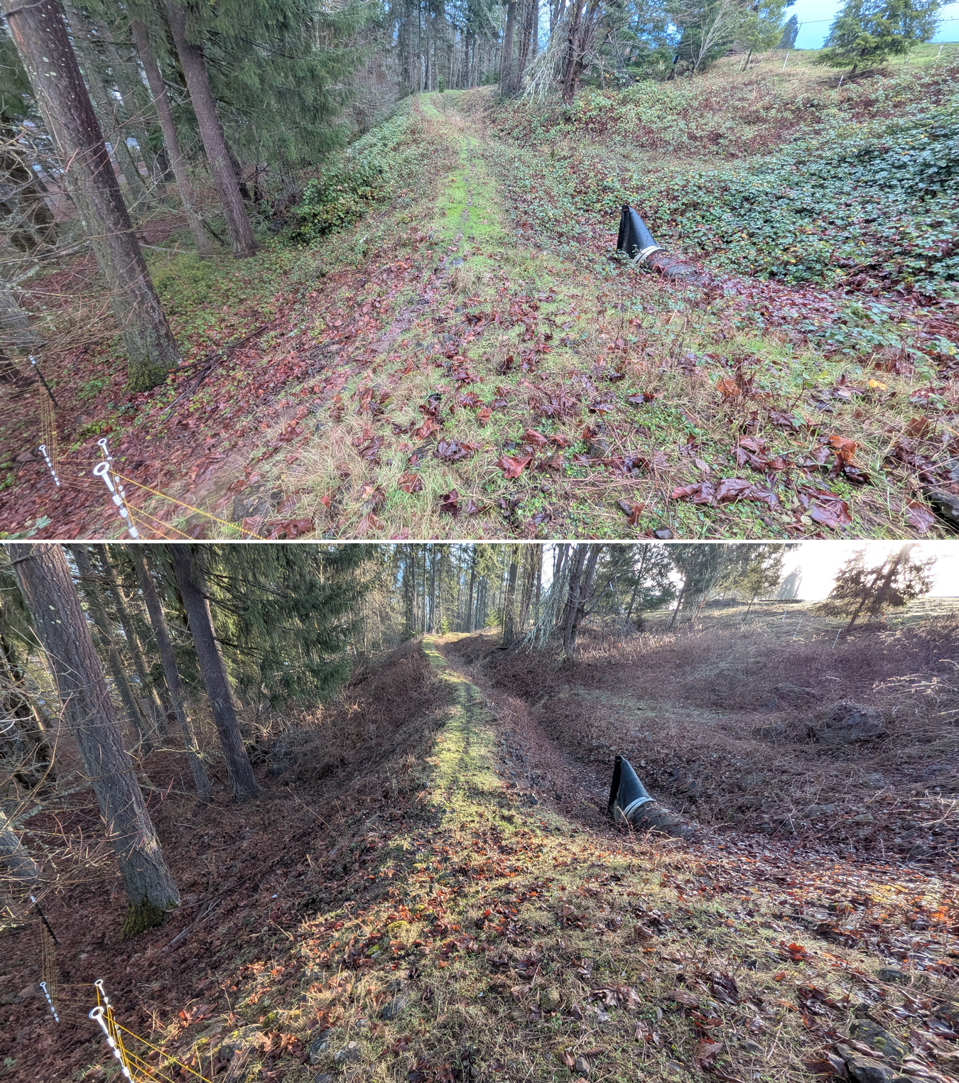 Goat grazing before and after in Springfield, Oregon, 12/23/25, photo 23
