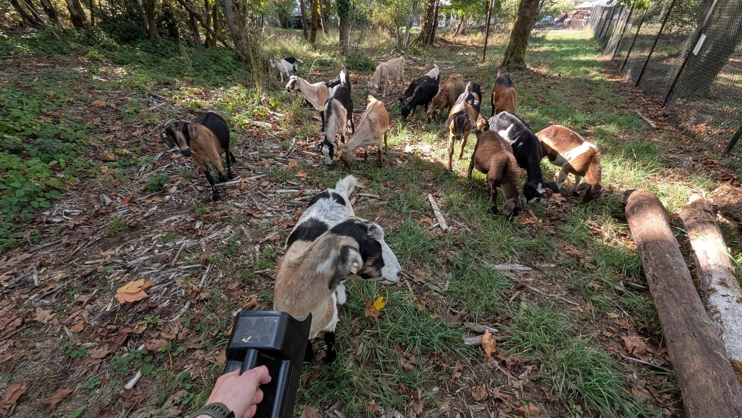 A person holding a handheld device in a wooded area with multiple small goats grazing on grass and fallen leaves, surrounded by trees and a wire fence.