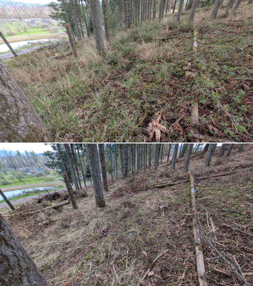 Before and after goat grazing in Lane County, Oregon, 03/10/26, photo 6