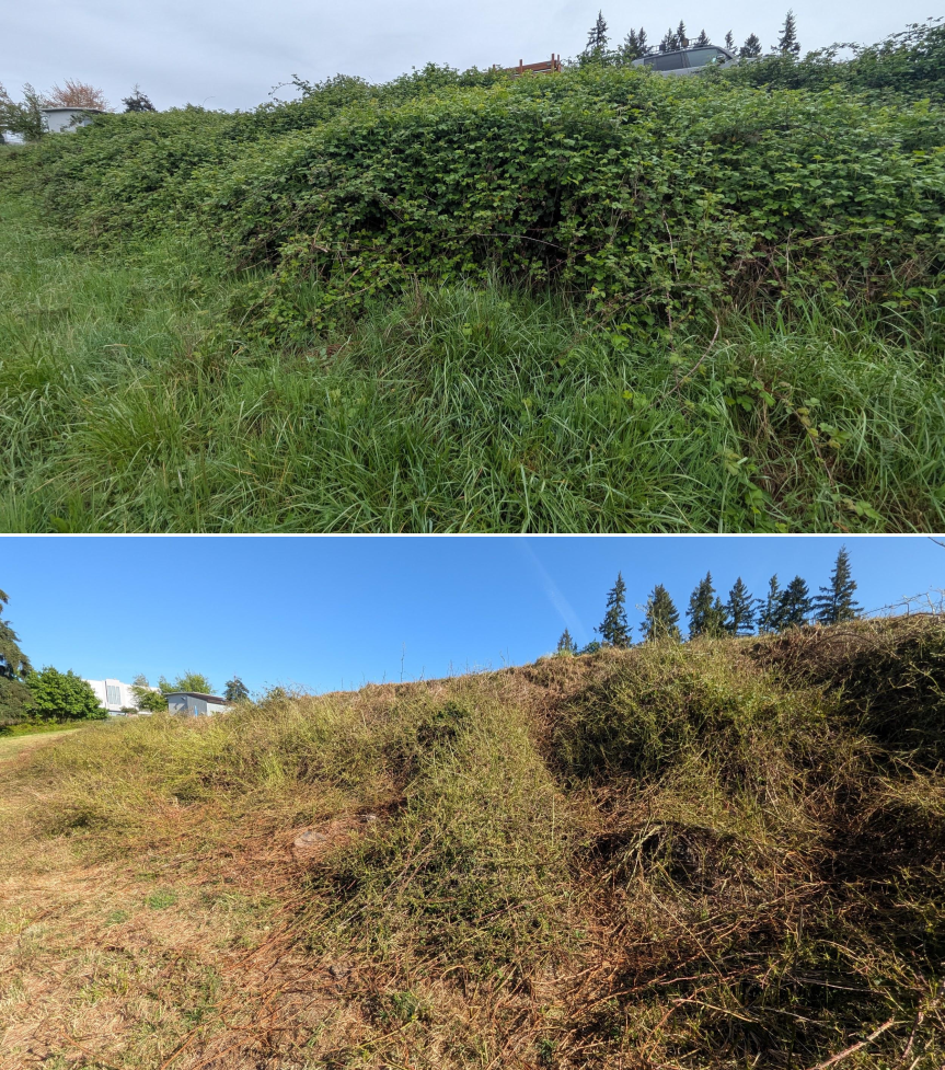 Goat grazing before and after in Springfield, Oregon, 04/23/26, photo 13