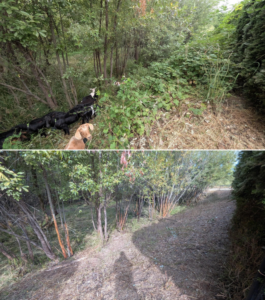 Goat grazing before and after in Springfield, Oregon, 07/25/26, photo 1