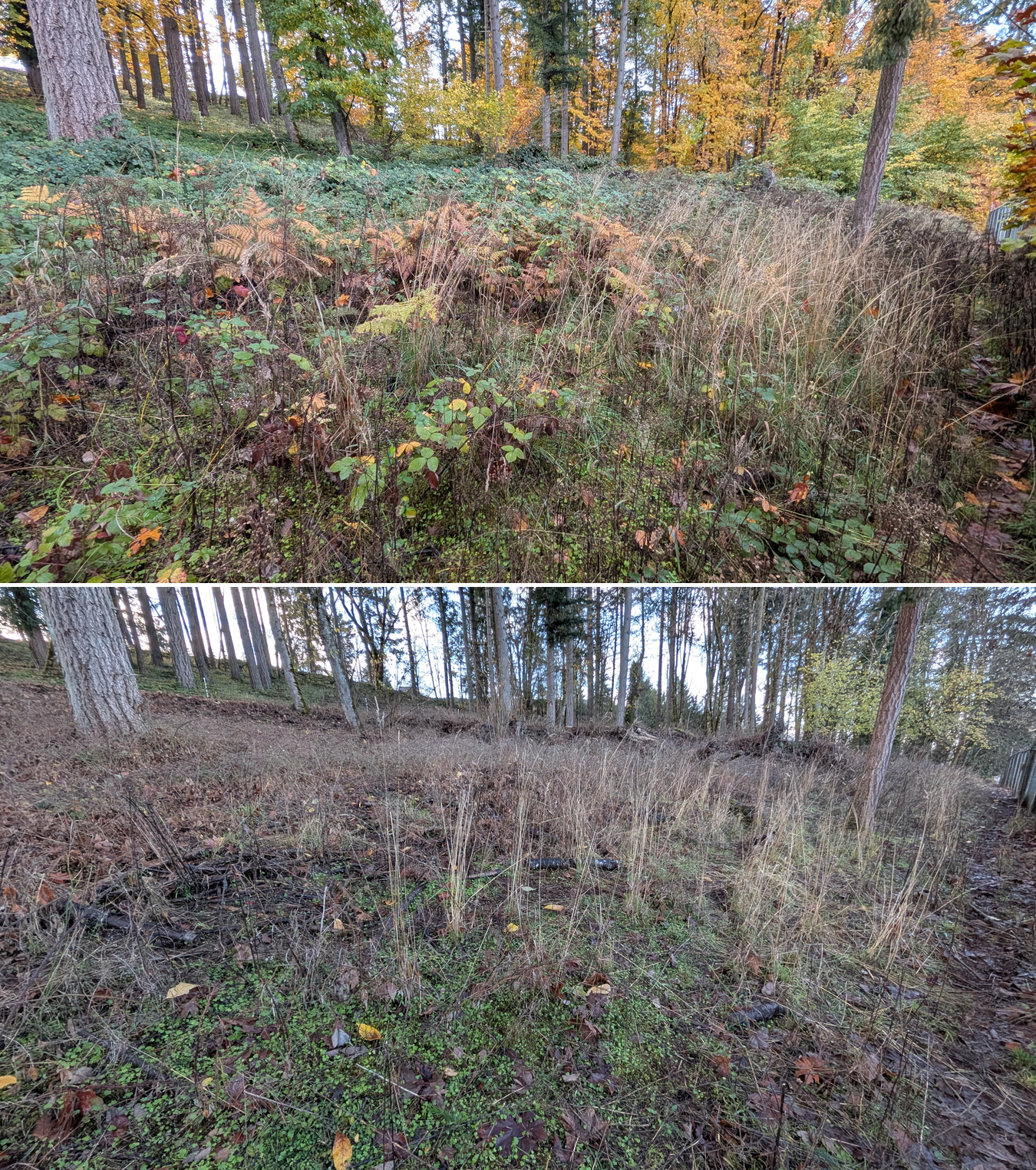 Goat grazing before and after in Springfield, Oregon, 11/01/25, photo 9