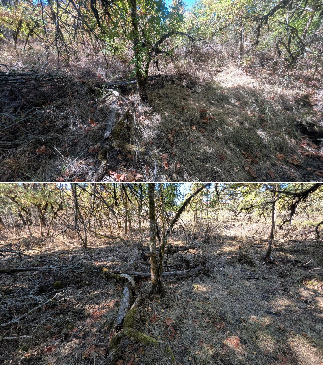 Before and after goat grazing in Lane County, Oregon, 08/27/26, photo 30