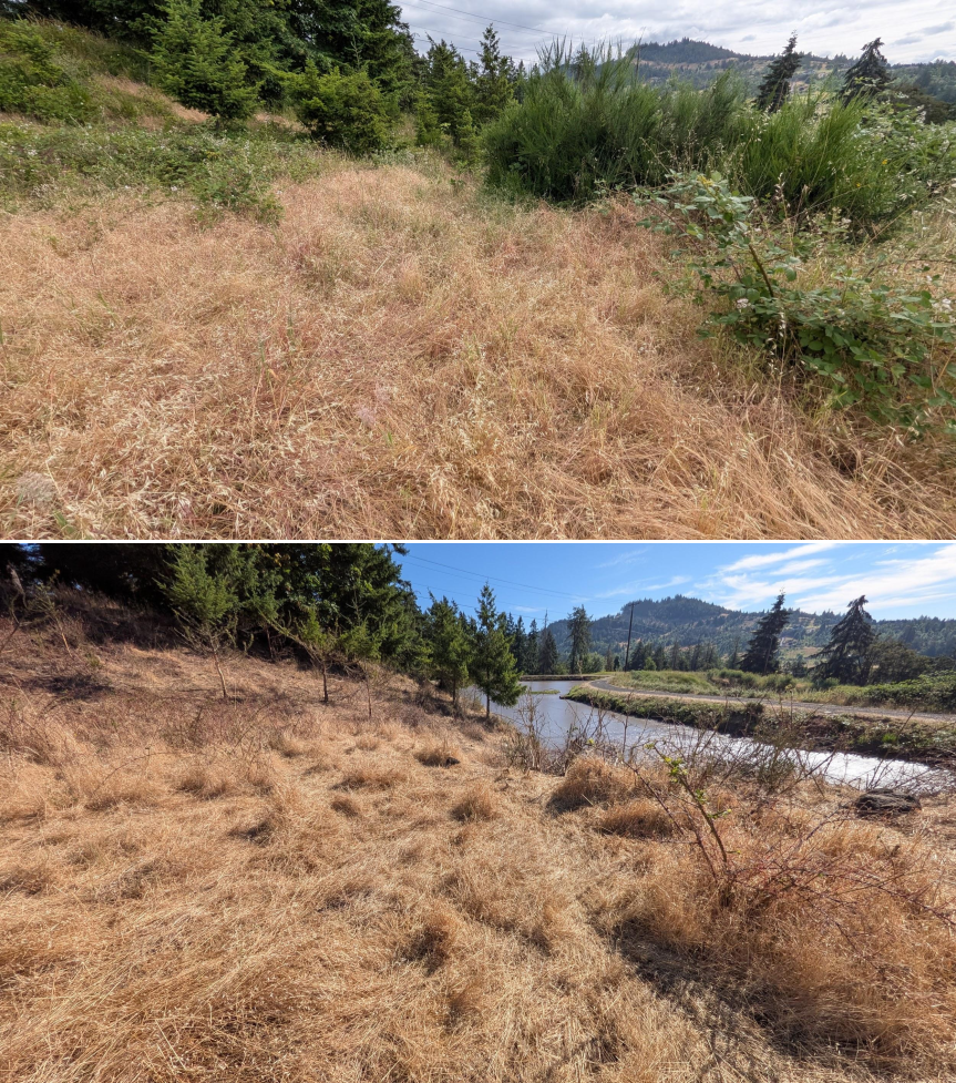 Goat grazing before and after in Springfield, Oregon, 06/05/26, photo 21