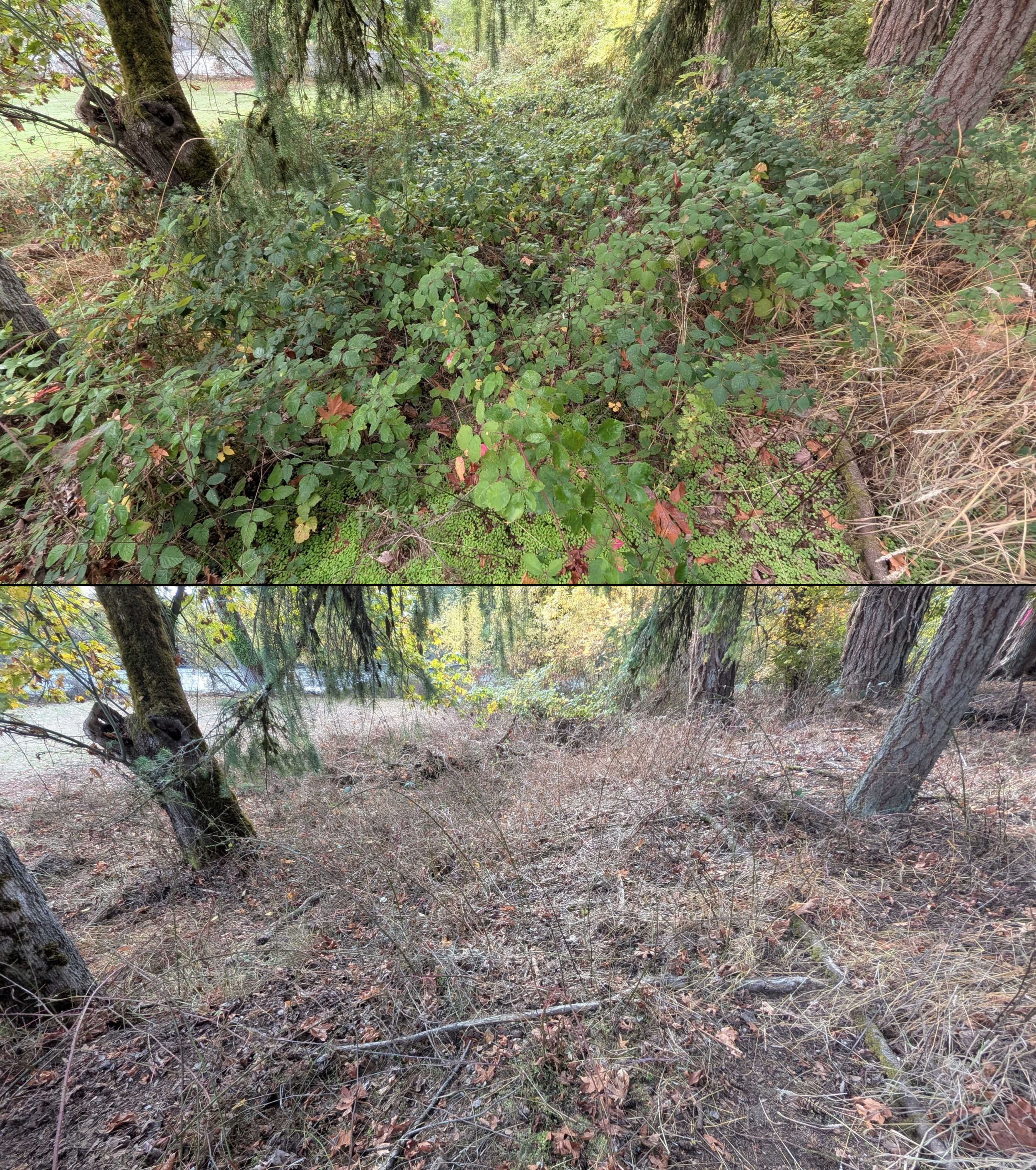 Before and after goat grazing in Lane County, Oregon, 08/27/26, photo 82