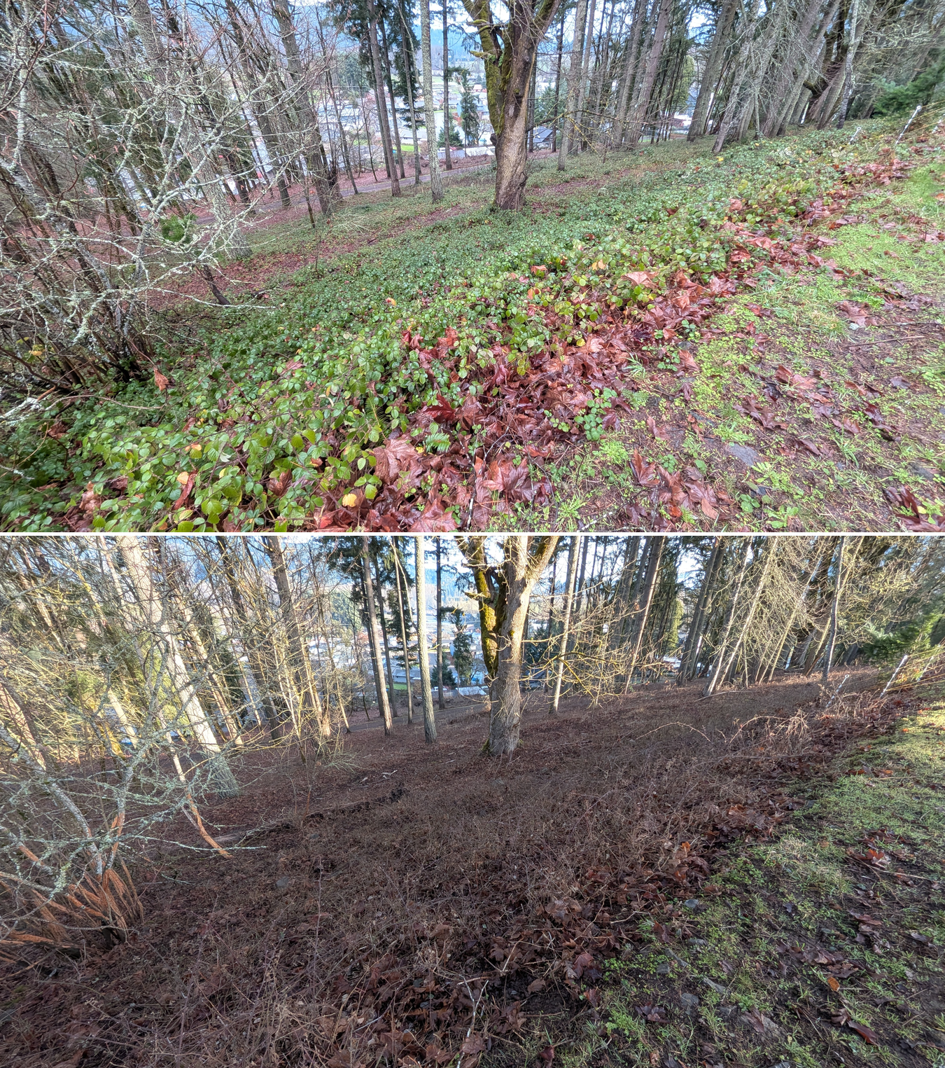 Goat grazing before and after in Springfield, Oregon, 12/23/25, photo 29