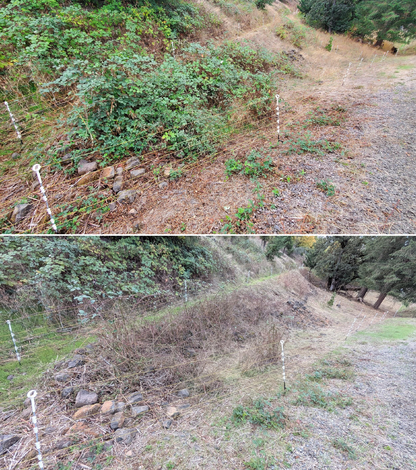 Goat grazing before and after in Springfield, Oregon, 10/02/25, photo 11