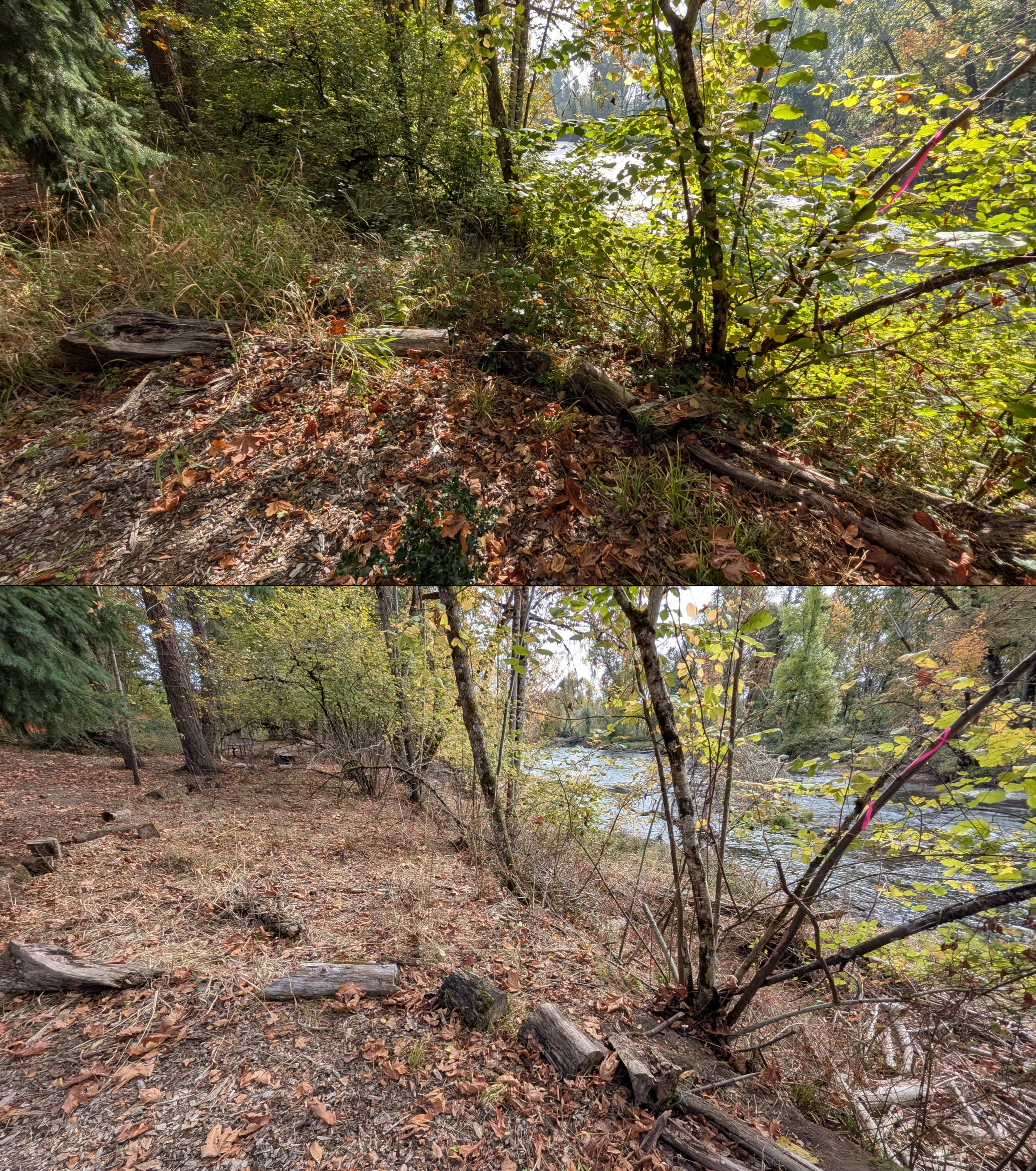 Goat grazing before and after in Springfield, Oregon, 08/27/26, photo 107